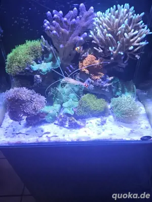 Meerwasseraquarium verkauf Bild 4