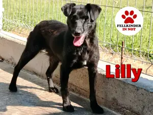 zierliche kleine Terrier Mischlings Hündin Lilly sucht ein Zuhause oder Pflegestelle