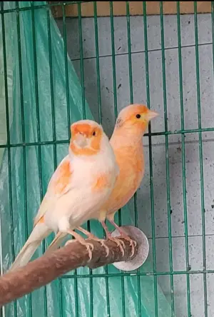 Kanarien. Kanarienvögel .