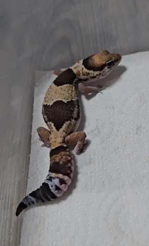 African Fattail Gecko Wild het Zulu ph het Oreo,Patternless,Caramel  Weibchen
