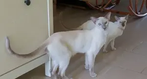 Siam Kater und Katze KASTRIERT 1.DEKZV e.V.