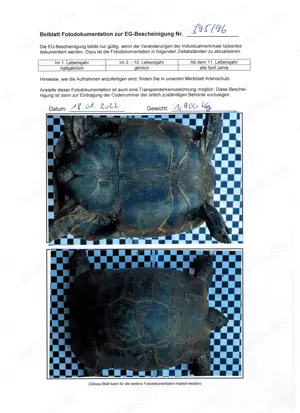 4 adulte Maurische Landschildkröten