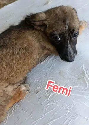 Femi soll nicht im Tierheim aufwachsen Bild 10
