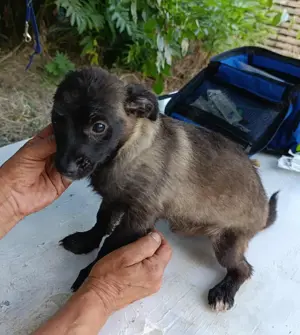 Hannes sucht ein liebevolles Zuhause