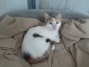 Sophie, sanfte Kuschelmaus, ca. 1 Jahr *Tierschutz*