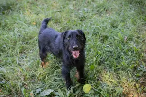 Terrier *DARKO* - Dieses Energiebündel sucht aktive Familie mit Hundeerfahrung 