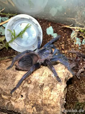 Pterinopelma sazimai 0.0.2