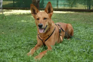 Red Teddy, 8 Jahre - Mischling - Tierhilfe Franken e.V.