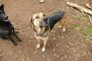 Mischlingsrüde Teodoro sucht Zuhause Bild 6