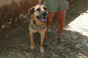 Mischlingsrüde Teodoro sucht Zuhause Bild 2