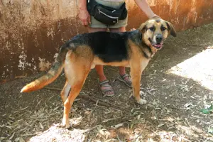 Mischlingsrüde Teodoro sucht Zuhause Bild 7