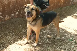 Mischlingsrüde Teodoro sucht Zuhause