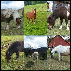 Schnuppernachmittag mit unseren Ponys in PLZ 74538 Bild 6