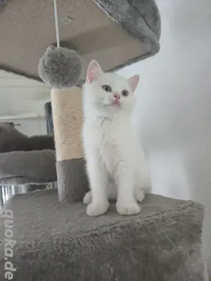 Kitten Bkh weiblich  Bild 3