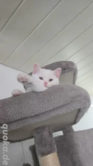 Kitten Bkh weiblich 