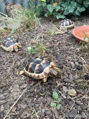 Breitrandschildkröten (Testudo marginata) , NZ 2024, zu verkaufen Bild 2