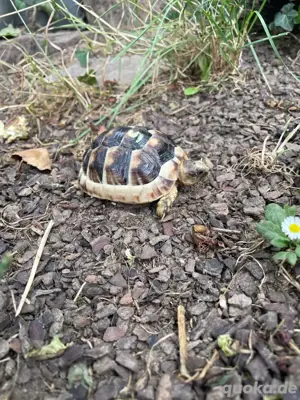 Breitrandschildkröten (Testudo marginata) , NZ 2024, zu verkaufen Bild 3