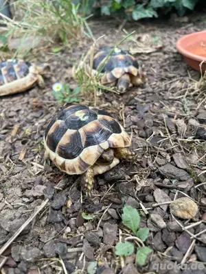 Breitrandschildkröten (Testudo marginata) , NZ 2024, zu verkaufen Bild 4