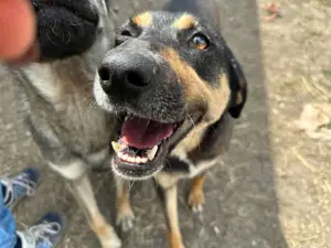 Ginger B ca. 52 cm   die Genießerin