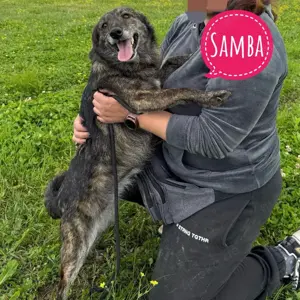 Samba, bildhübsche und superliebe Hündin, Windhund   Galgo Gene