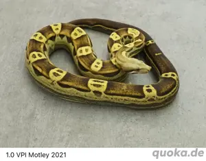 1.0 Vpi Motley ( Boa Constrictor Imperator ) 2021