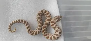 Hakennasennatter hognose