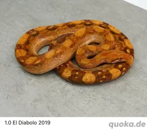 1.0 El Diabolo aus 2019 ( Boa Constrictor Imperator ) 