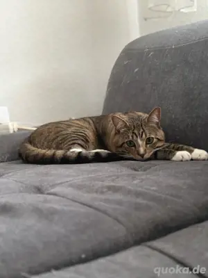 europäisch kurzhaar