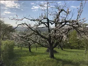 Freizeit- Wochenendgrundstück in wunderschöner Aussichtslage Bild 5