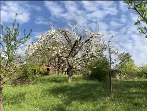 Freizeit- Wochenendgrundstück in wunderschöner Aussichtslage Bild 4