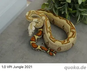 1.0 Vpi Jungle ( Boa Constrictor Imperator ) von 2021