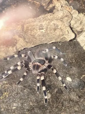   Vogelspinnen aus Hobbyhaltung abzugeben   mit Preisen