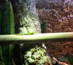 Phelsuma laticauda 