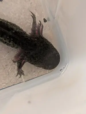 Axolotl Jungtiere abzugeben.