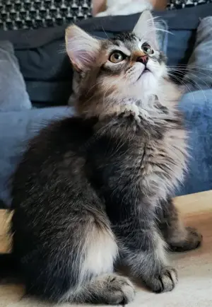 Sibirische Katzenbabys Bild 6