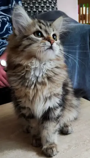 Sibirische Katzenbabys Bild 5