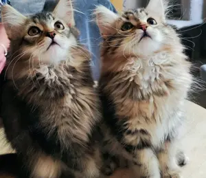 Sibirische Katzenbabys Bild 7