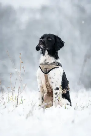 Darf Ihr Leben durch den Knusperkeks Oreo ein wenig bunter werden? Bild 4