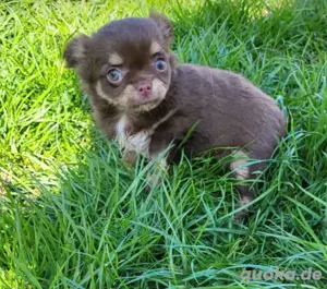 reinrassiger Chihuahua-Welpe 