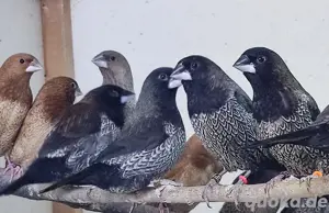 Japanische Mövchen  Bild 2