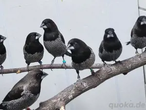 Japanische Mövchen  Bild 3