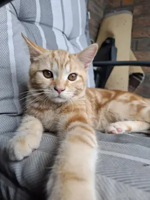 Katzen Abzugeben Main Coon   BKH 