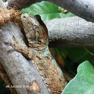 Chahoua Gecko 0,1 (Mainland) NZ 24