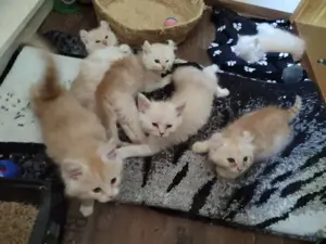 Katzenbabys Maine-Coon Mix