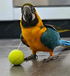 Gelbbrustara jung dna Zertifikat jung männlich 