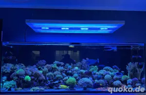 Meerwasser Euphyllia und Lederkorallen Ableger