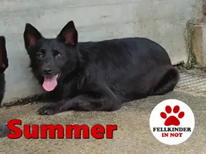 hübsche Mischlings Hündin Summer sucht ein Zuhause oder Pflegestelle