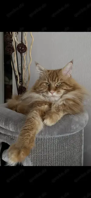 Maine Coon Deckkater mit Stammbaum Bild 9