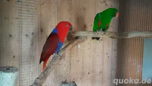 Neuguinea Edelpapagei, Papagei