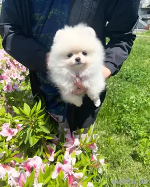 Wunderschöne Zweispitz pommersche 